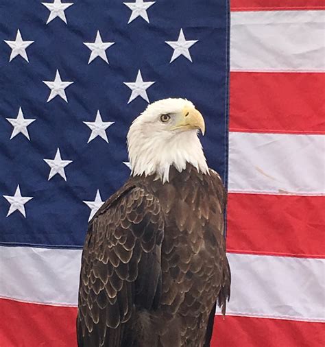 amerixan eagle